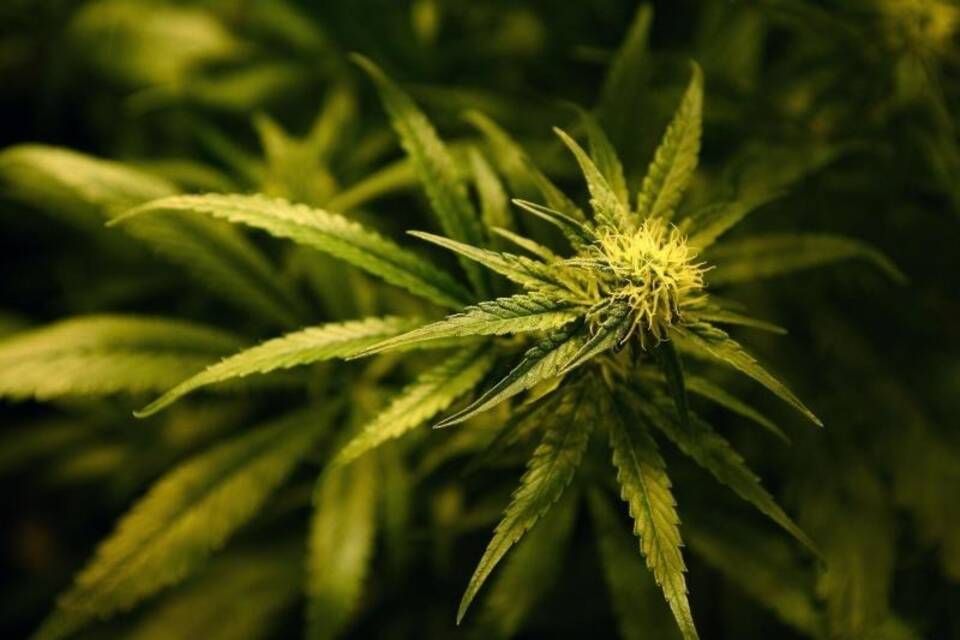 Cannabis Cannabis