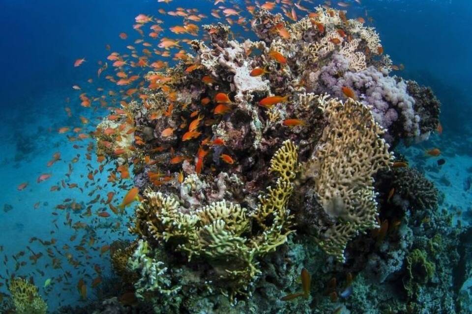 Great Barrier Reef