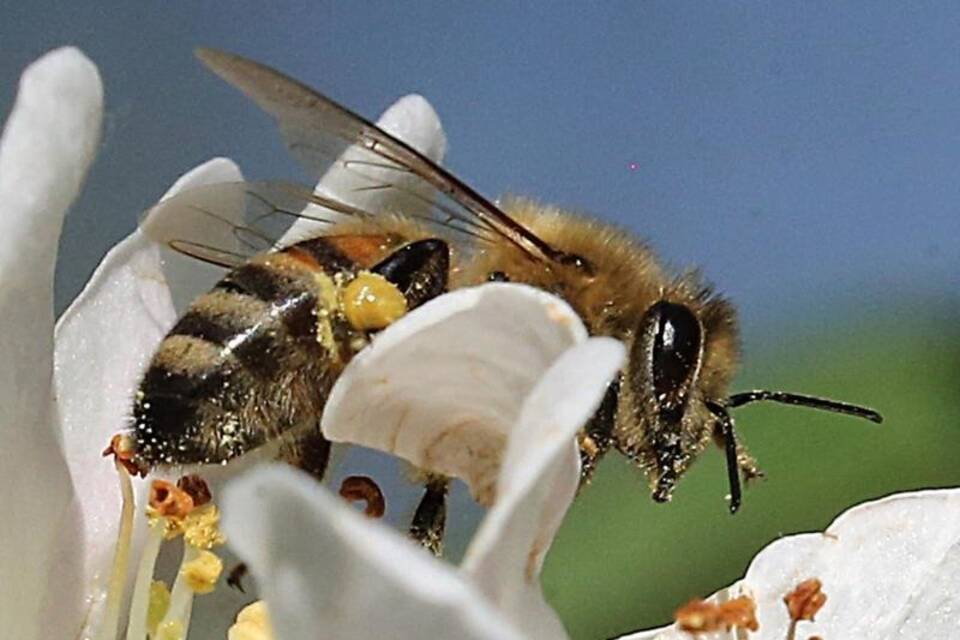 Biene sammelt Nektar Biene sammelt Nektar