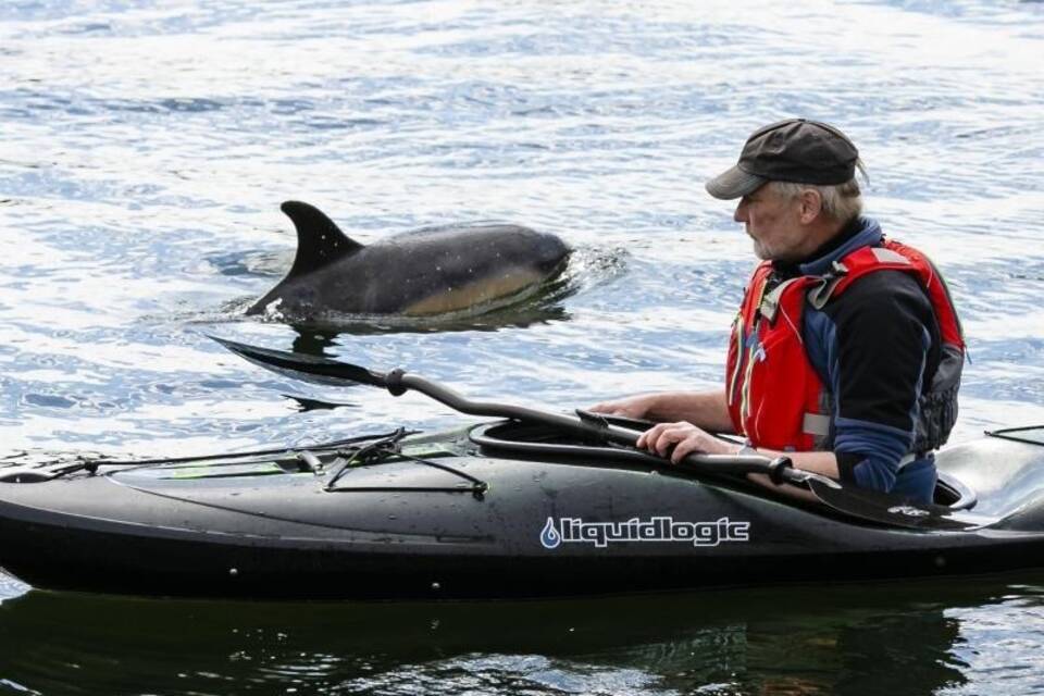Delfin Gast in Kieler Förde Delfin Gast in Kieler Förde