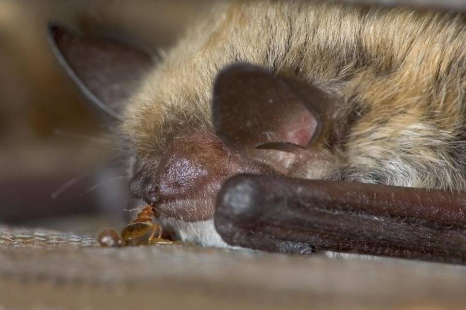 Bettwanze und Fledermaus Bettwanze und Fledermaus