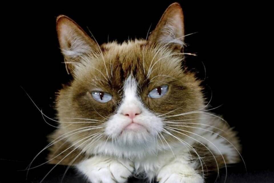 Grumpy Cat