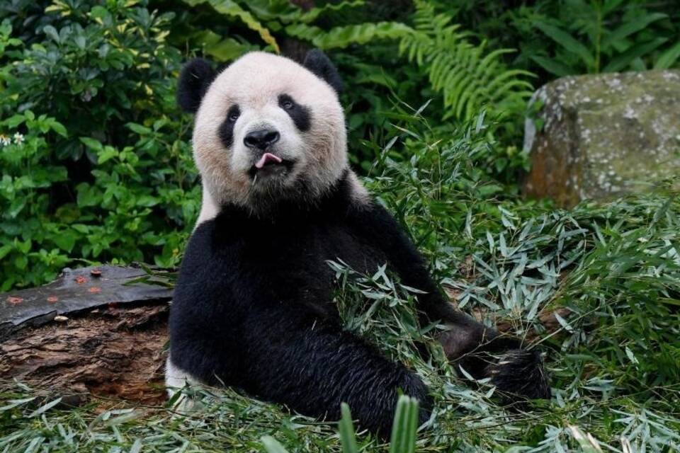 Panda Panda