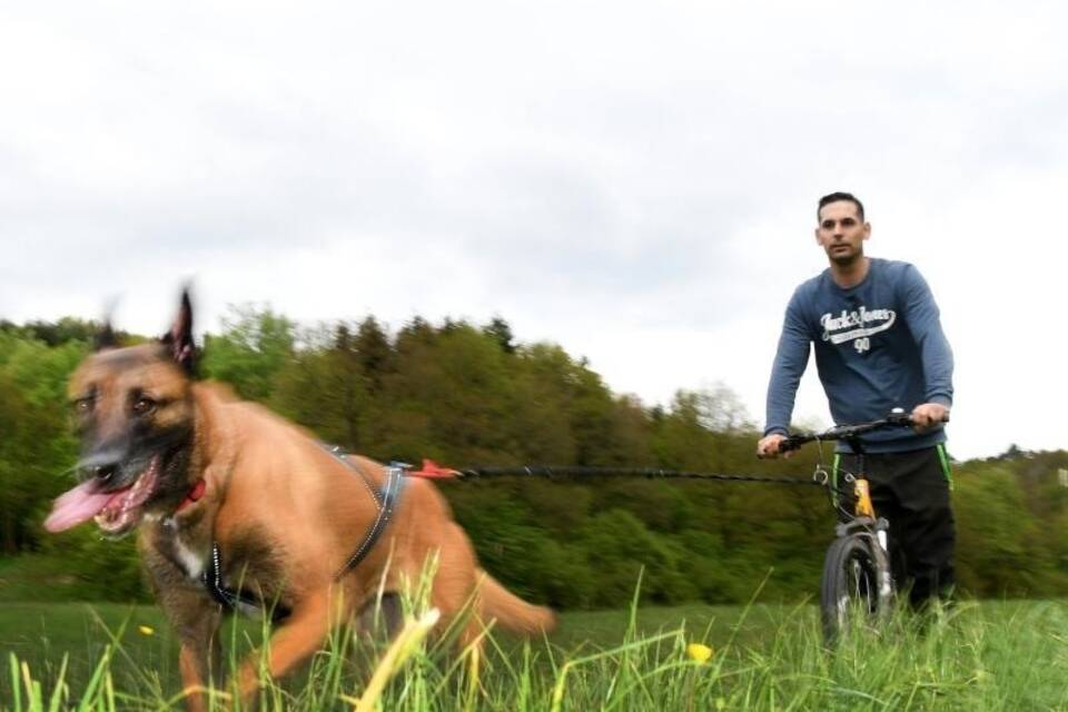 Dogscooting Dogscooting