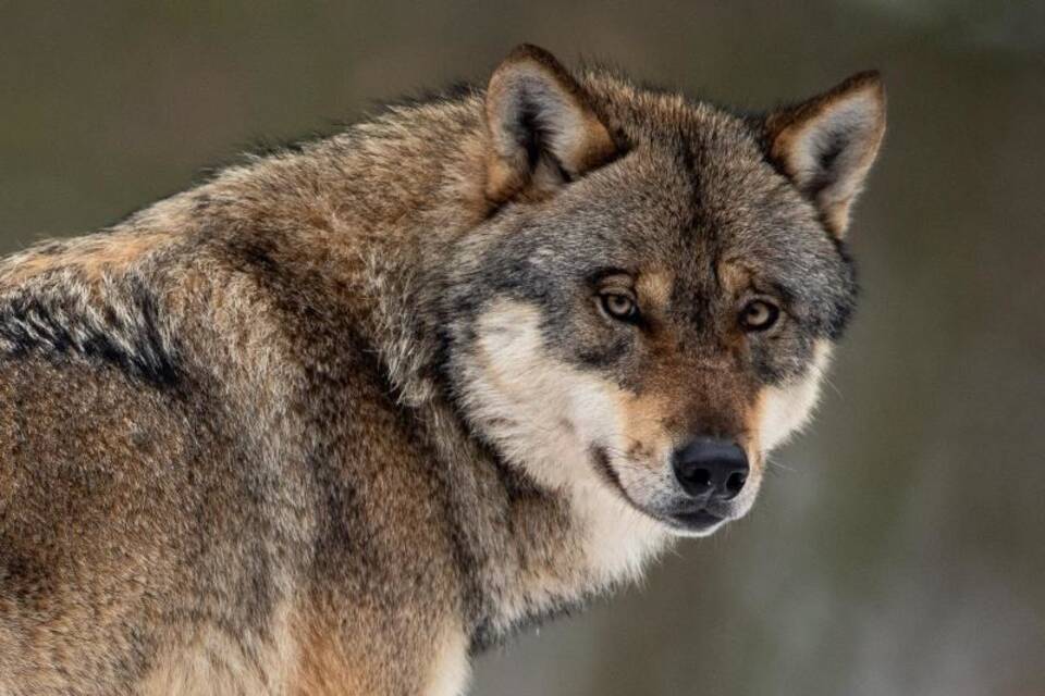 Wolf