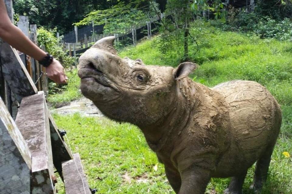 Sumatra-Nashorn Tam Sumatra-Nashorn Tam