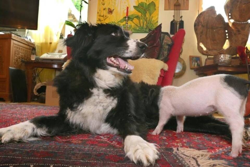 Hündin säugt Ferkel