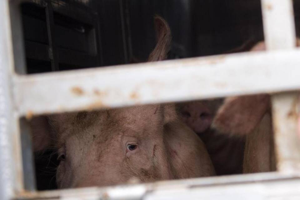 Schweine Schweine