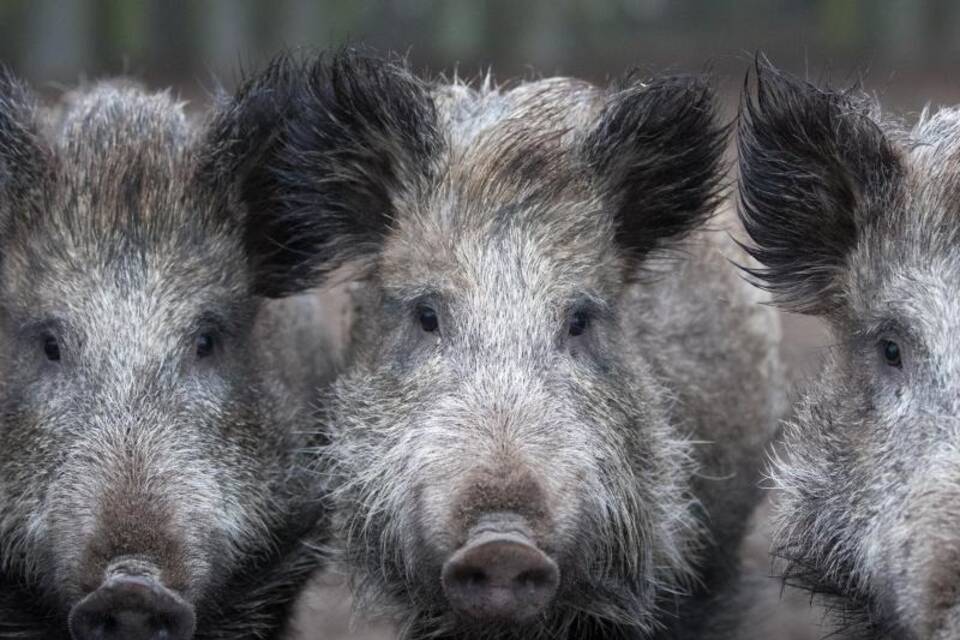 Wildschweine Wildschweine