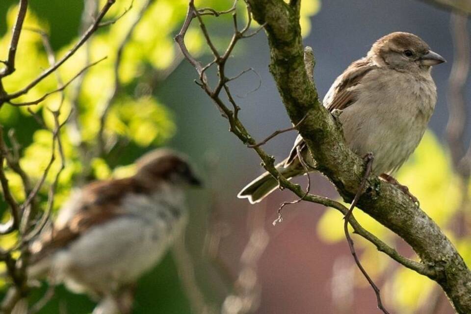 Spatzen Spatzen