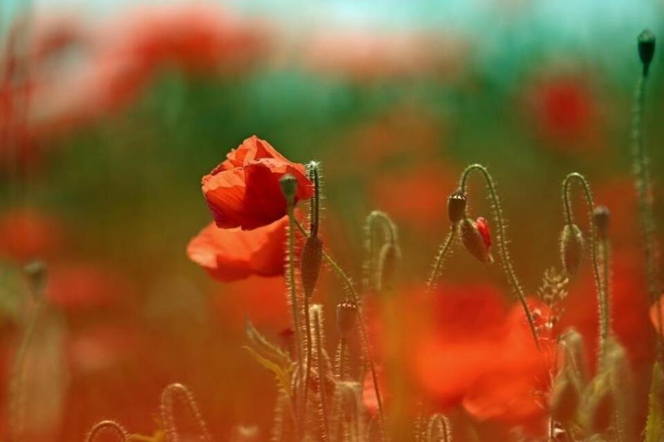 Mohnblumen Mohnblumen