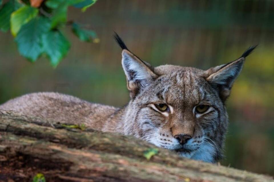Luchs Luchs