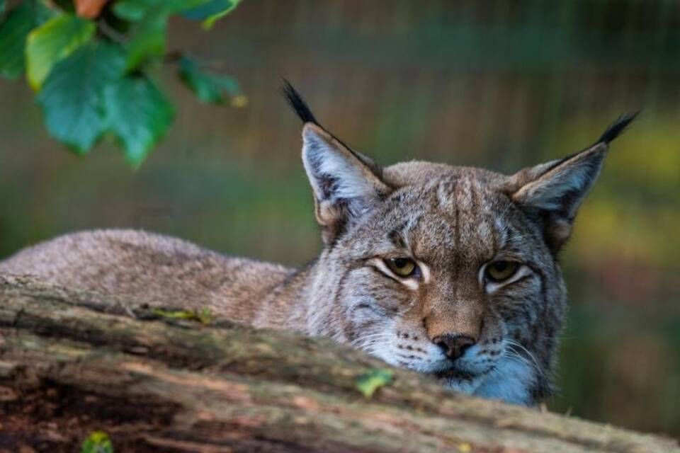 Luchs