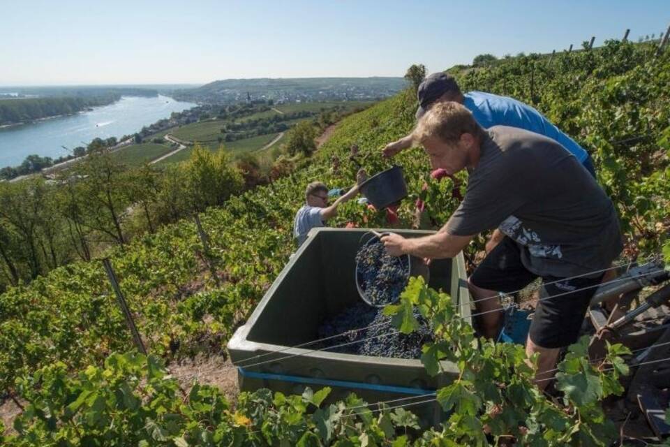 Weinlese Weinlese
