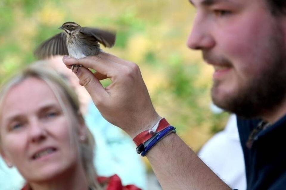 Die Vogelberinger von Helgoland