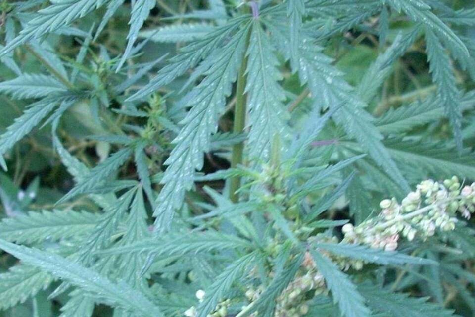 Cannabis-Konsum Cannabis-Konsum