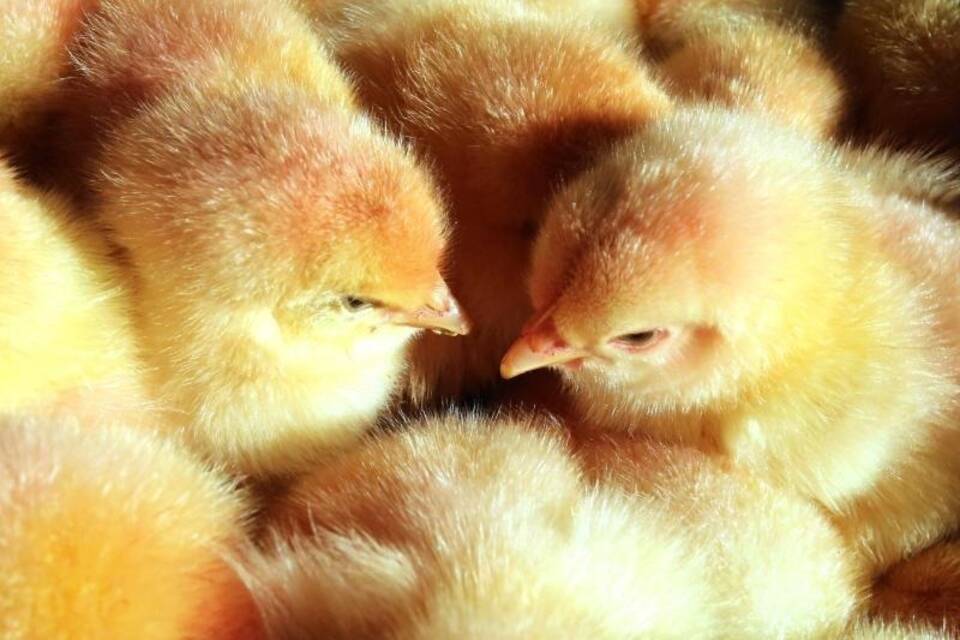 Männliche Küken Männliche Küken