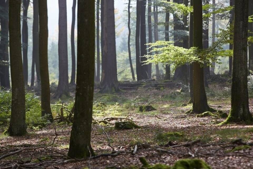 Wald in  Rheinland-Pfalz