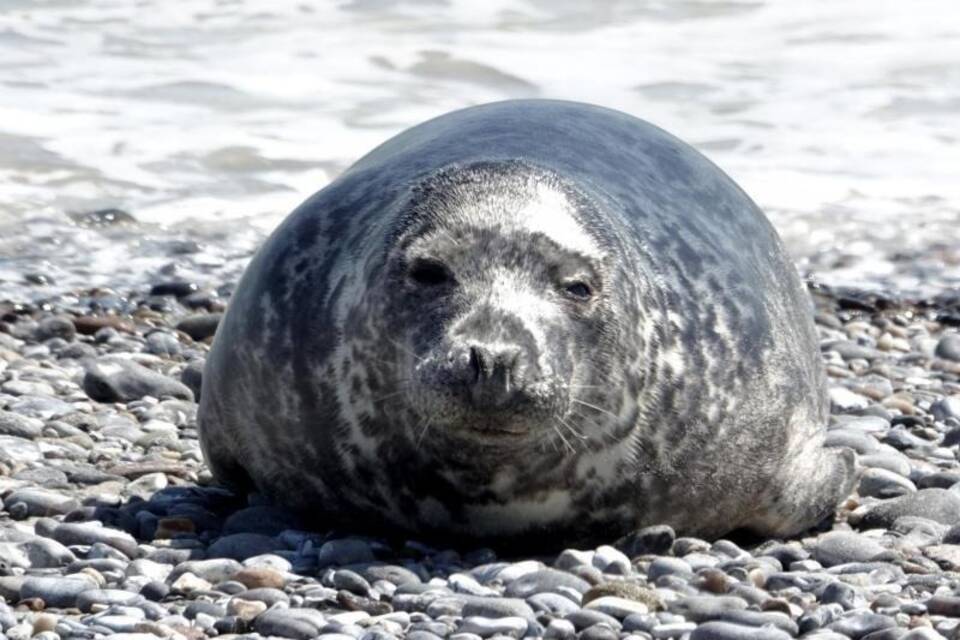 Robben auf Helgoland Robben auf Helgoland