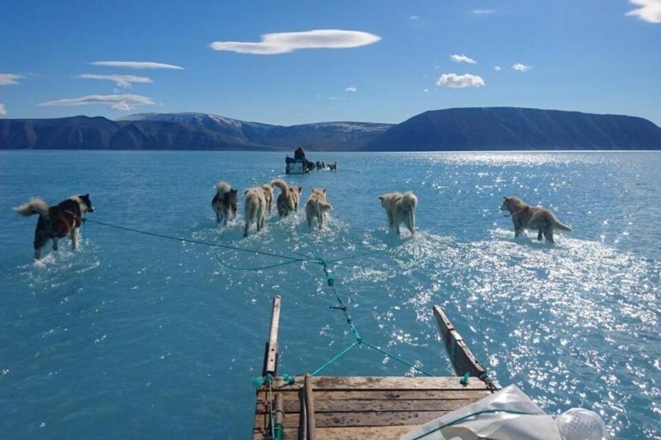 Schlittenhunde auf Grönlandeis
