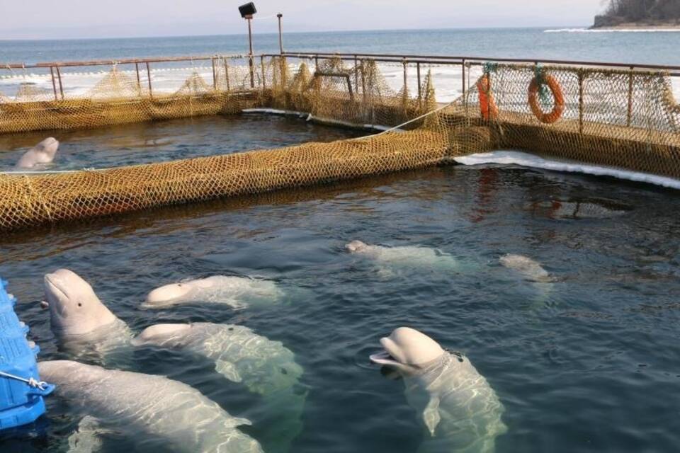 «Wal-Gefängnis» in Russland