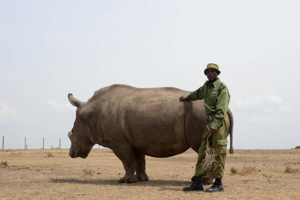 Nördliches Breitmaulnashorn