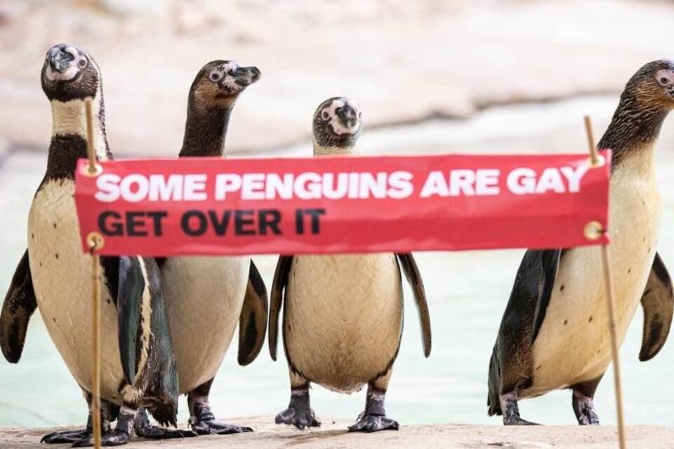 Schwule Pinguine
