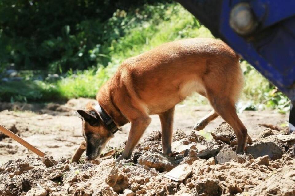 Spürhund Spürhund