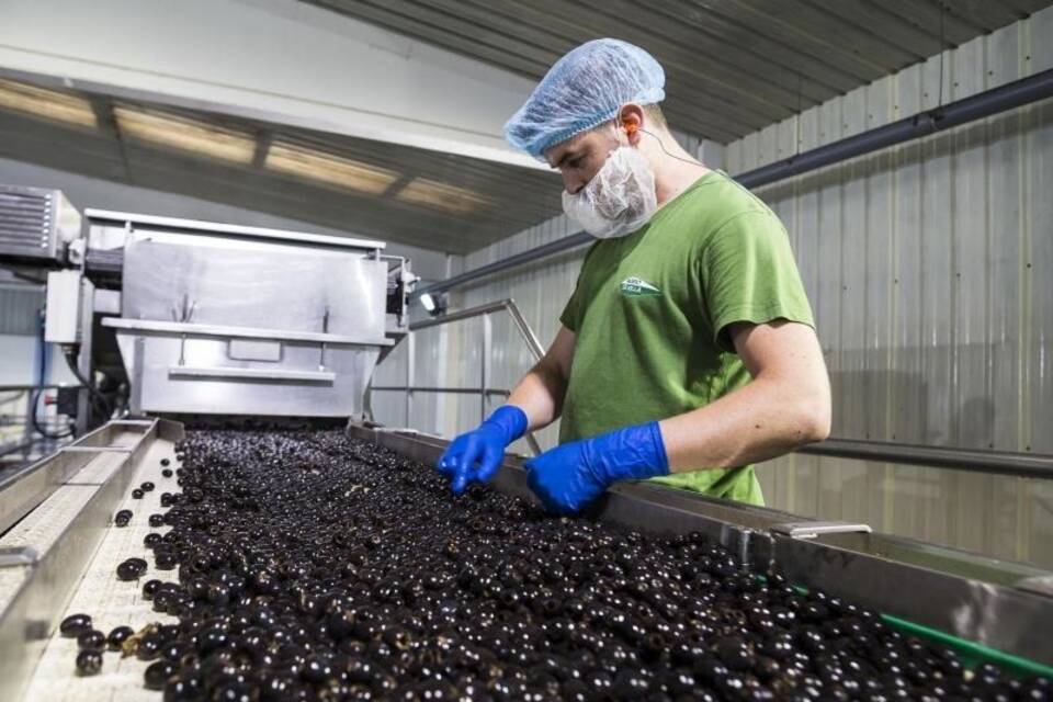 Olivenproduktion in Spanien Olivenproduktion in Spanien