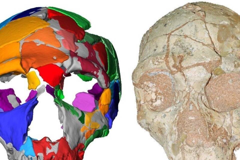 210.000 Jahre alter menschlicher Schädel