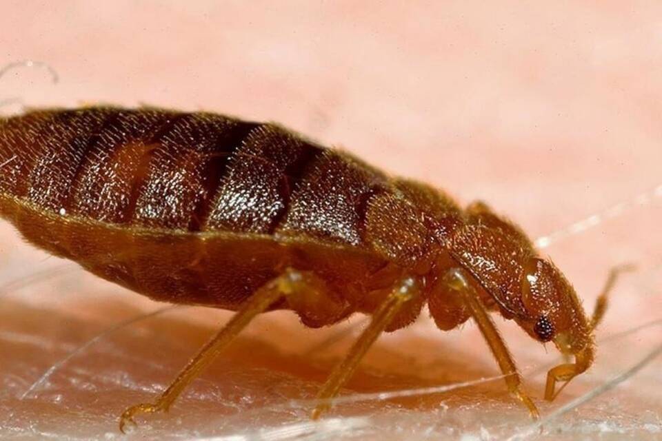 Bettwanze Bettwanze