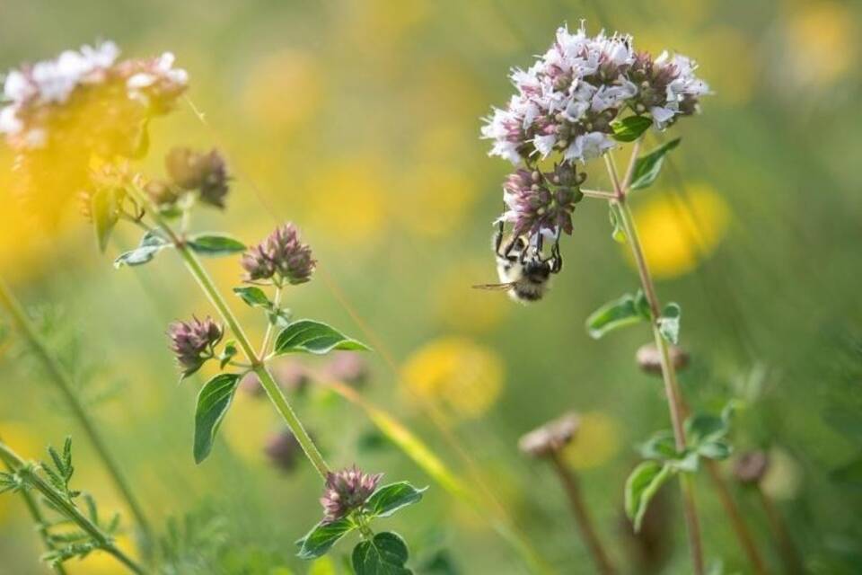 Insekten auf der Wiese