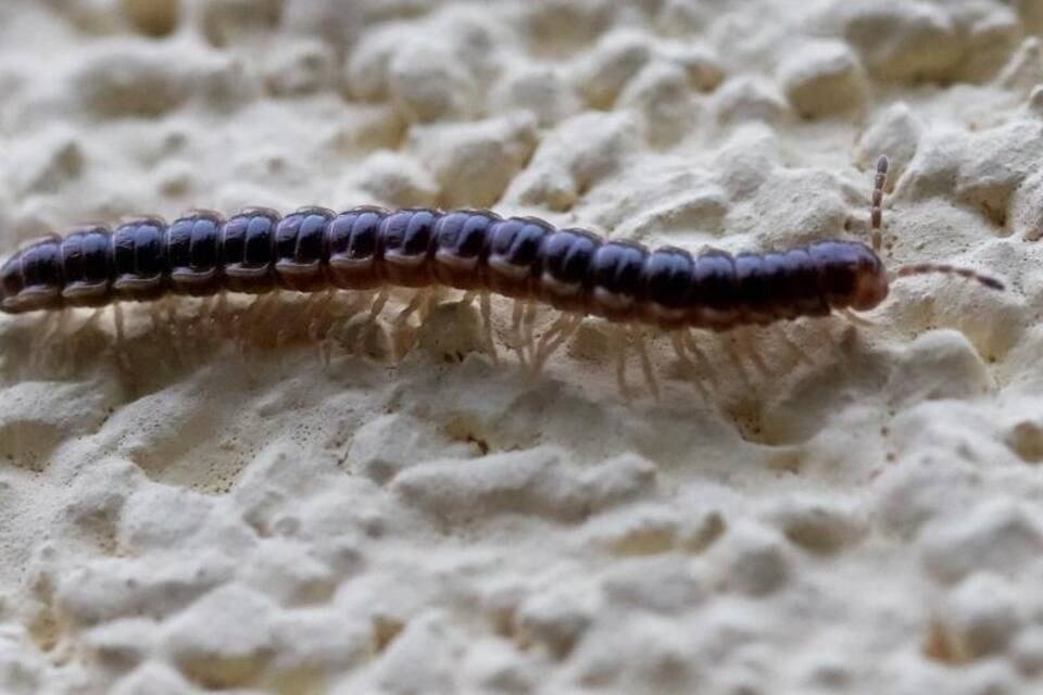 Oxidus gracilis Oxidus gracilis