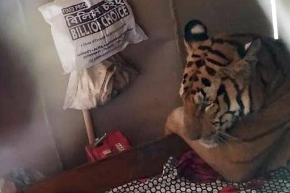 Tiger im Bett