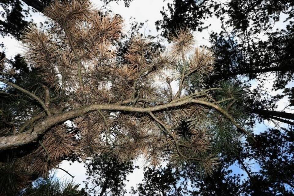 Milliardenschaden im Wald befürchtet