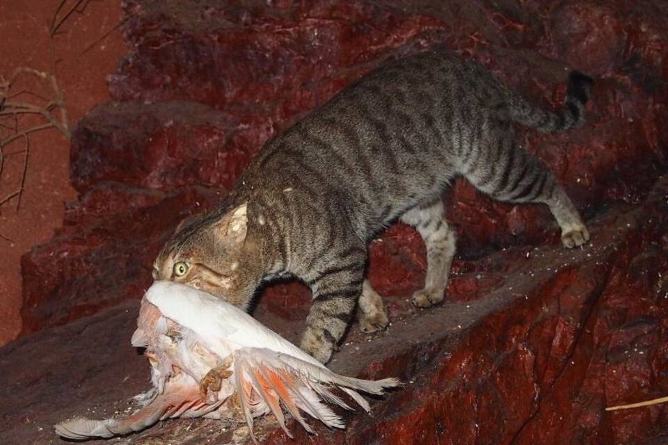 Katzen auf Jagd Katzen auf Jagd