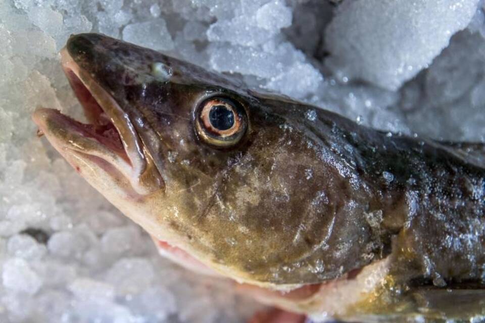 Dorschfischerei in der Ostsee Dorschfischerei in der Ostsee