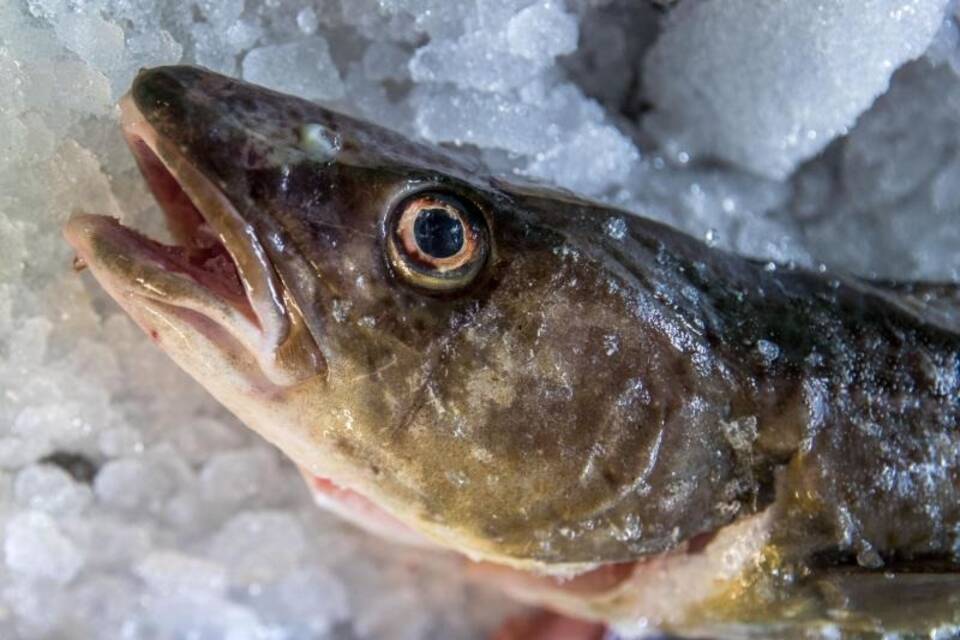 Dorschfischerei in der Ostsee