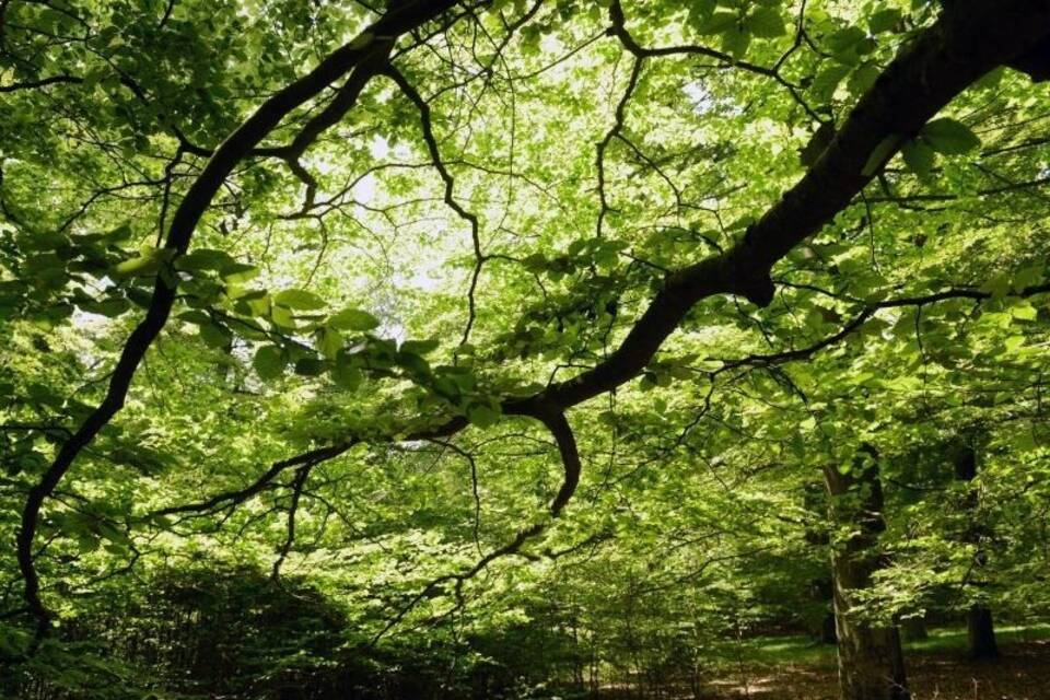 Waldverlust Waldverlust
