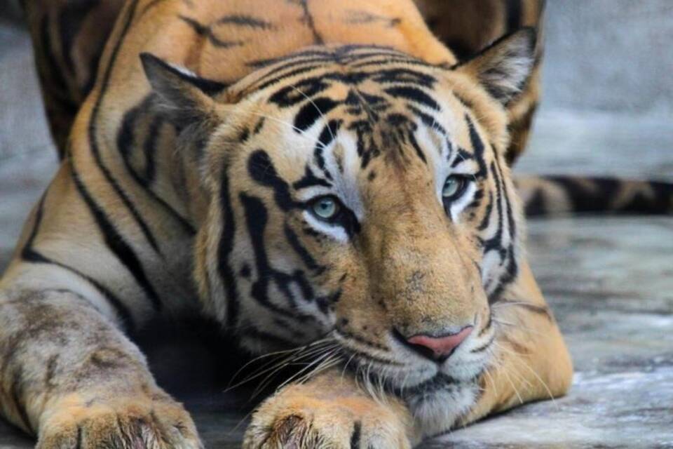 Königstiger Königstiger