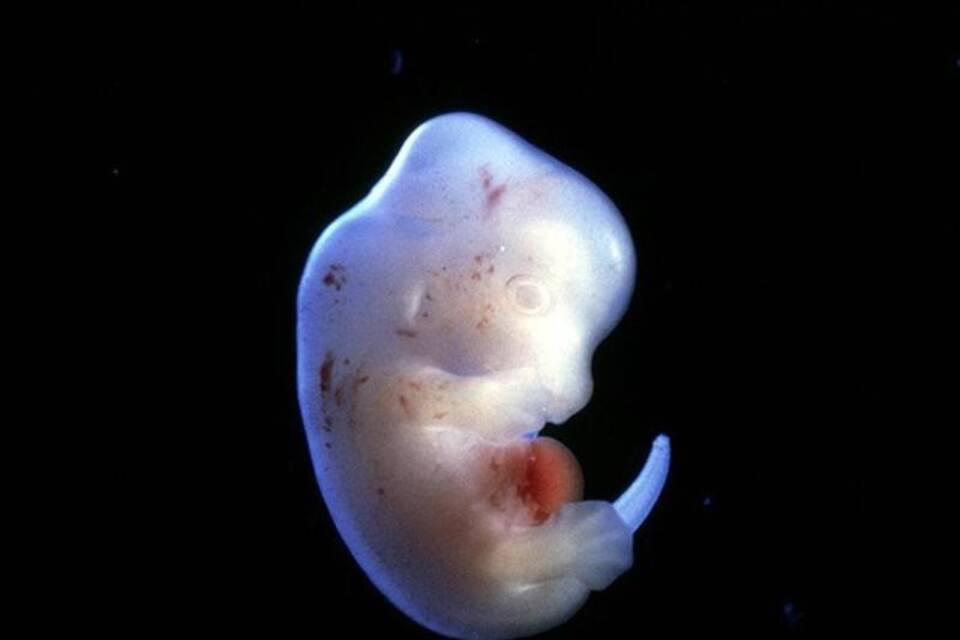 Rattenembryo