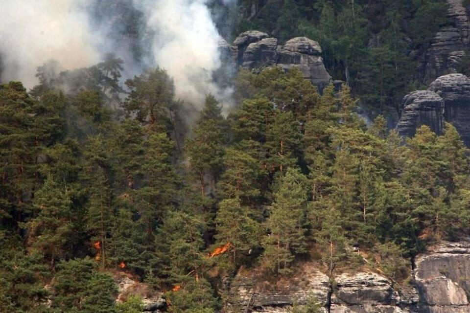 Wald in Gefahr Wald in Gefahr