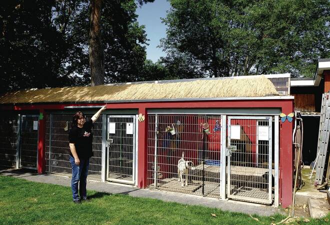 Einbruch in Viernheimer Tierheim Wollen die Besitzer ihre Hunde