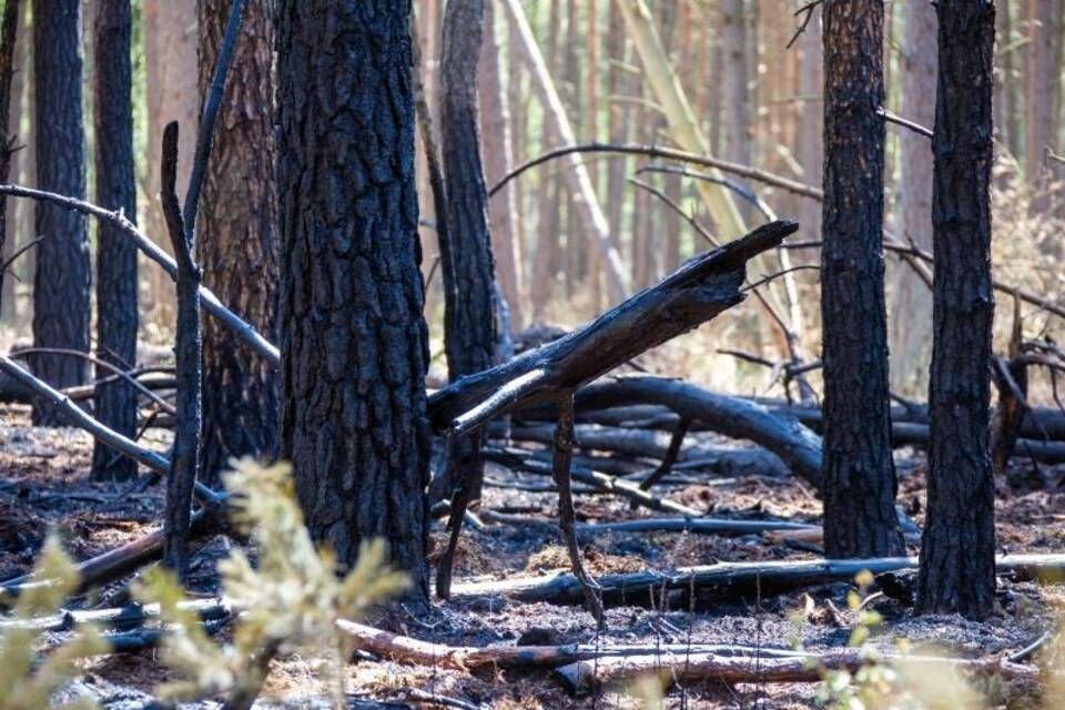 Waldbrand bei Lübtheen