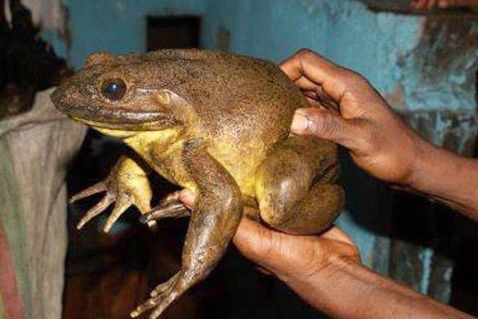 Goliathfrosch Goliathfrosch