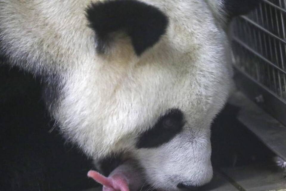 Pandas in Belgien geboren