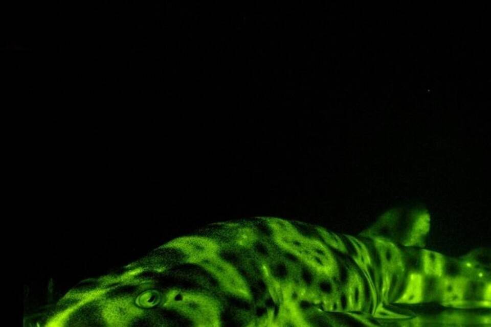 Biofluoreszierender Schwellhai