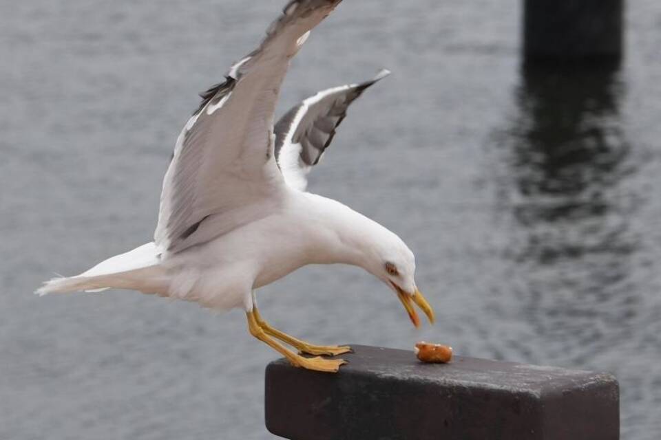 Möwen klauen Essen