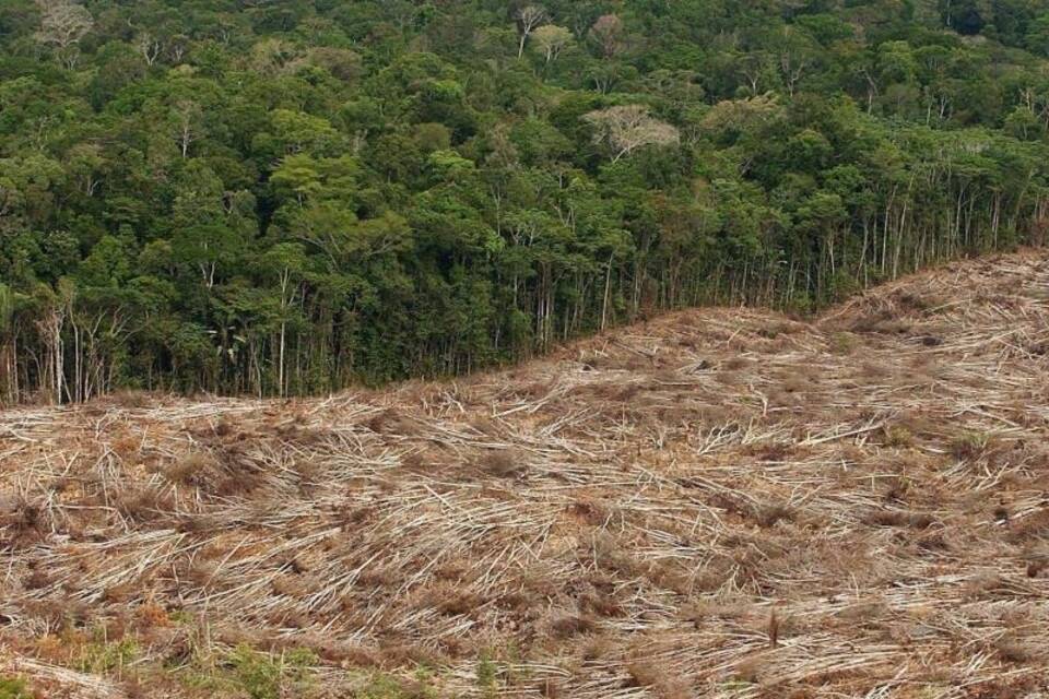 Amazonas-Abholzung Amazonas-Abholzung