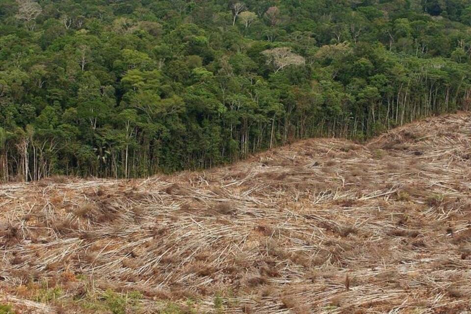 Amazonas-Abholzung